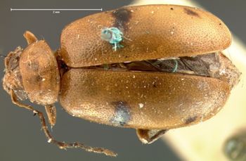 Media type: image; Entomology 18395   Aspect: habitus dorsal view